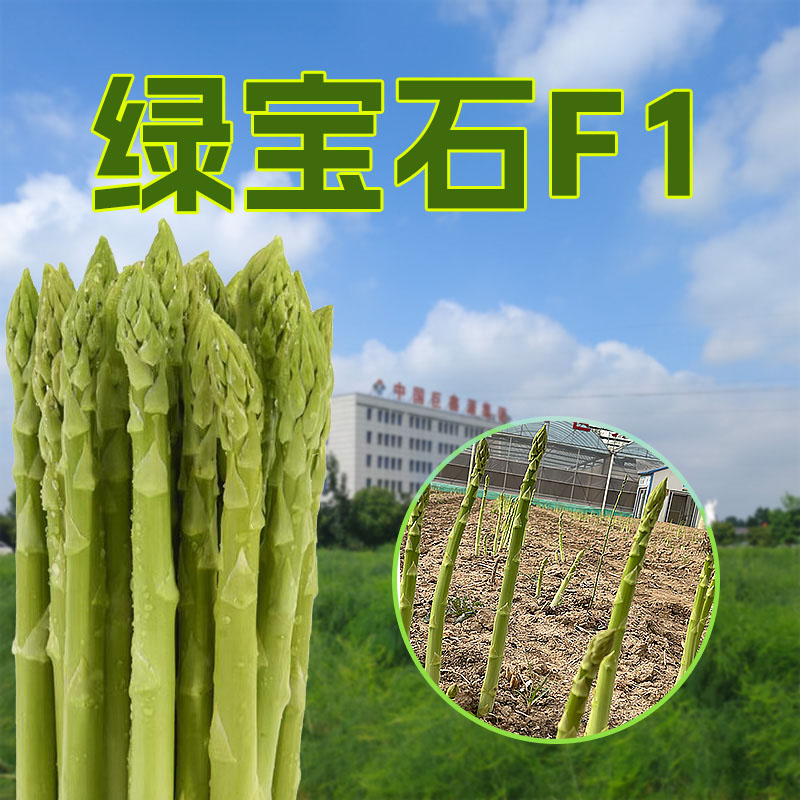 绿宝石F1